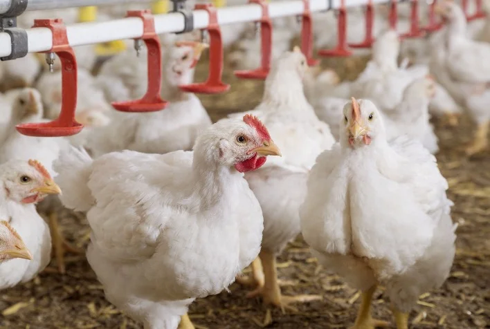 por que o preco do frango esta disparando no japao e o pais pode retomar as compras de santa catarina