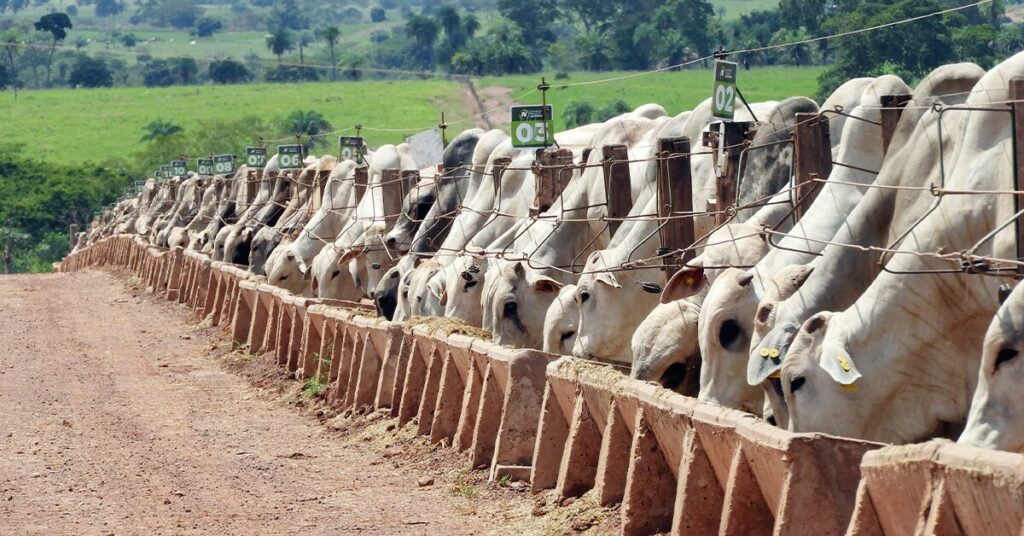 por que os pecuaristas em mt estao se mostrando um pouco mais interessados pelo confinamento segundo o imea