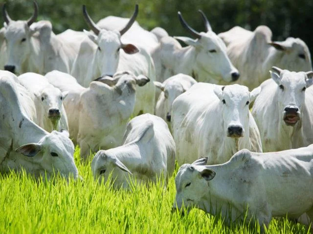gado bovino boiada na carne arroba do boi gordo