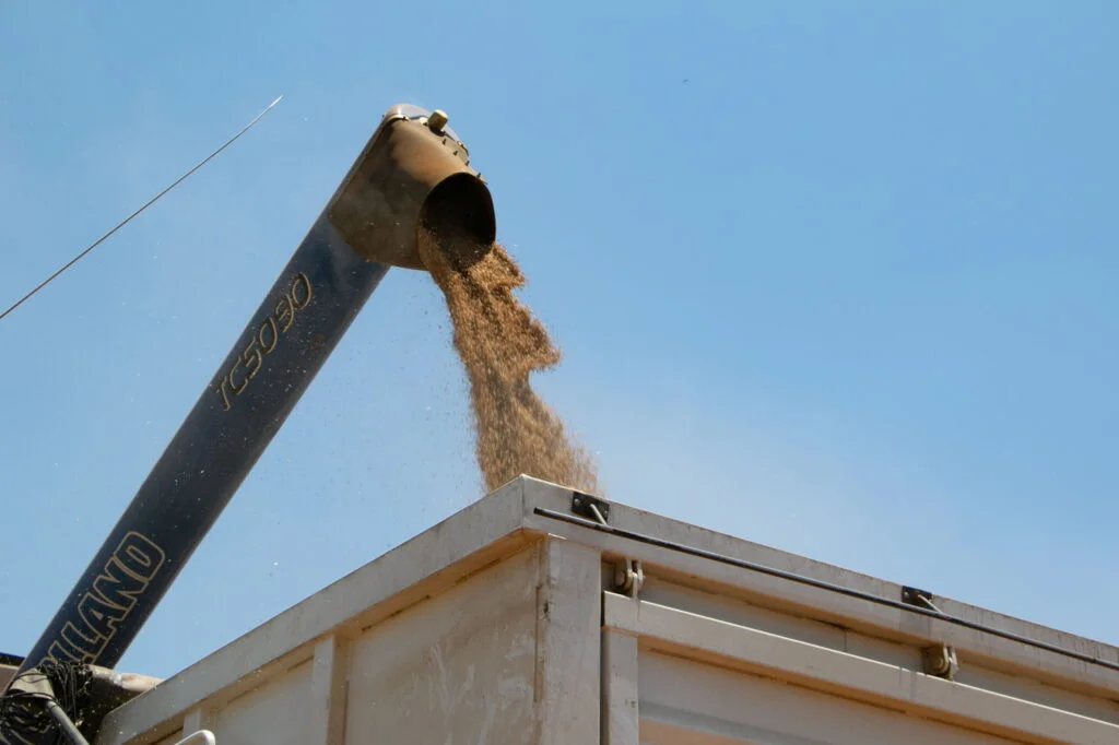 Produção de trigo gaúcha alcança 5,7 milhões de toneladas, conforme dados da Conab - SEO reforçado 2 producao de trigo gaucha alcanca 57 milhoes de toneladas conforme dados da conab seo reforcado