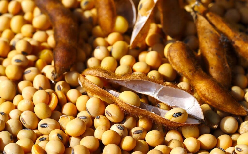 quais foram as baixas na bolsa de chicago nesta quinta feira para o mercado de soja