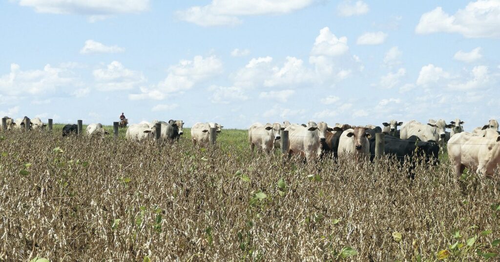 quais foram as commodities mais caras que contribuiram para reduzir a deflacao no atacado no igp 10 de agosto de acordo com o portal dbo 1