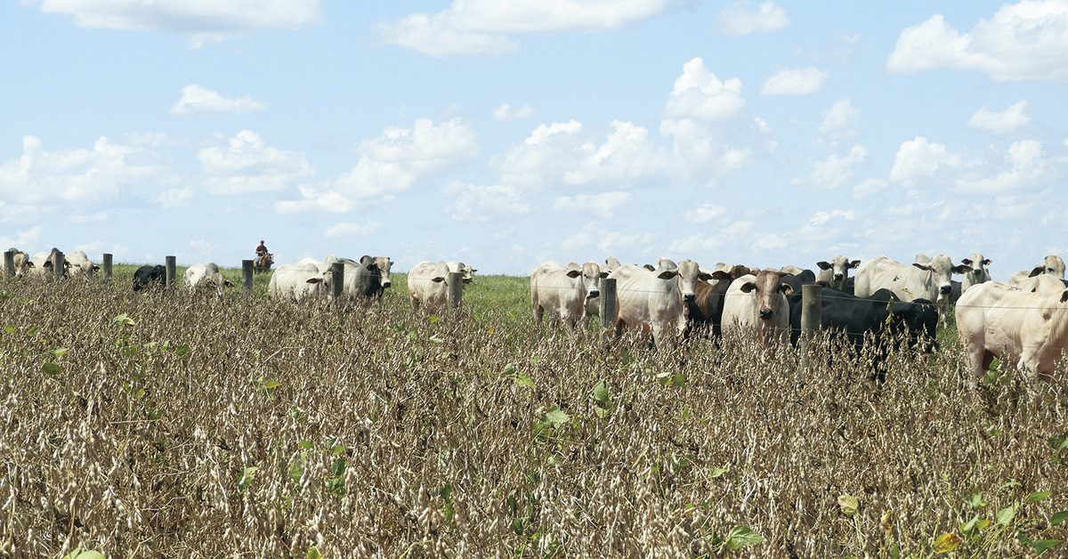 Quais foram as commodities mais caras que contribuíram para reduzir a deflação no atacado no IGP-10 de agosto, de acordo com o Portal DBO?
