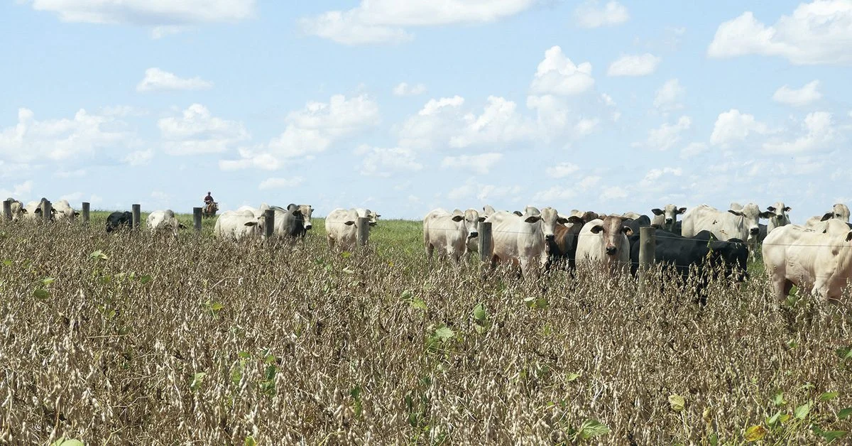 Índice de Commodities do BC cai em dezembro 10 quais foram as commodities mais caras que contribuiram para reduzir a deflacao no atacado no igp 10 de agosto de acordo com o portal dbo 1