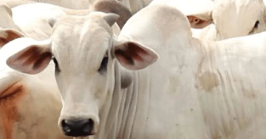 quais foram os novos recuos da arroba registrados pelo mercado em importantes pracas pecuarias do pais de acordo com o portal dbo