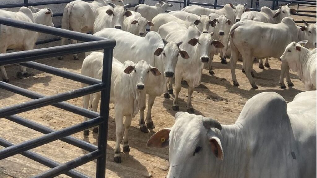 Quais foram os primeiros animais recebidos por Uberaba para a 16ª ExpoGenética? 2 ExpoGenética