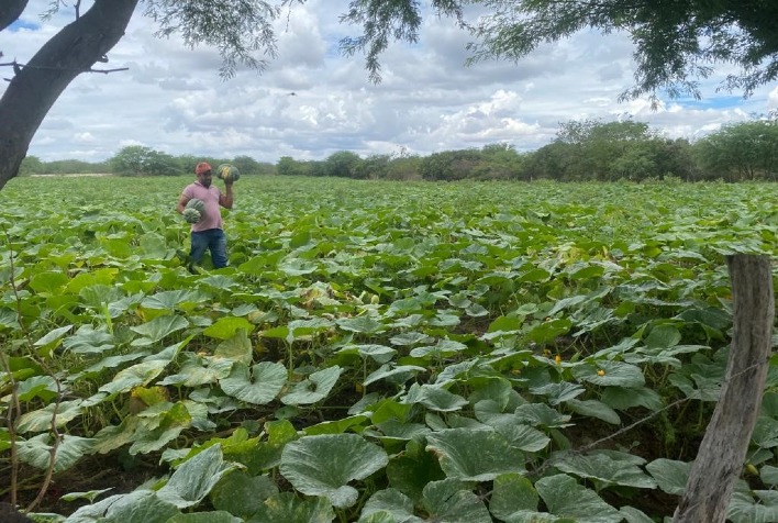 Quais são as ações de pesquisa que fortalecem o cultivo de variedades crioulas de abóbora e inhame em Alagoas? 11 quais sao as acoes de pesquisa que fortalecem o cultivo de variedades crioulas de abobora e inhame em alagoas