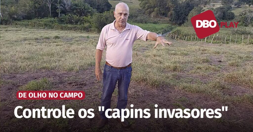 quais sao as atividades recomendadas para serem realizadas em uma area de pastagem com mistura de capim