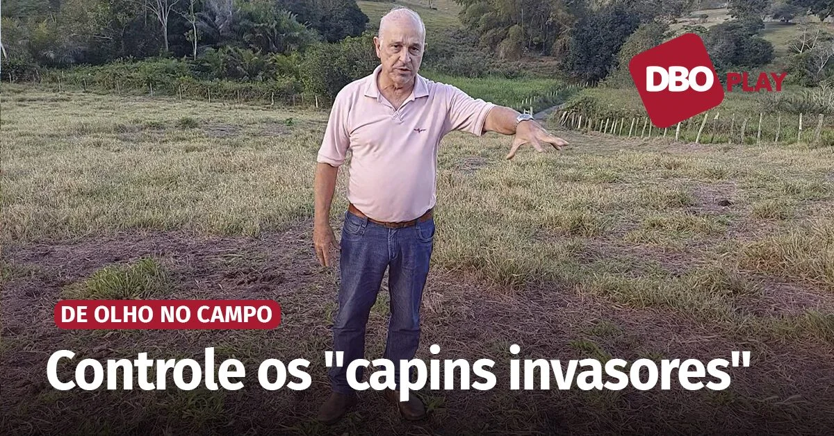 quais sao as atividades recomendadas para serem realizadas em uma area de pastagem com mistura de capim