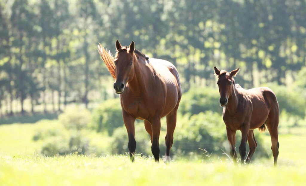 Quais são as linhas de pesquisa em debate para a doença do mormo? 3 quais sao as linhas de pesquisa em debate para a doenca do mormo