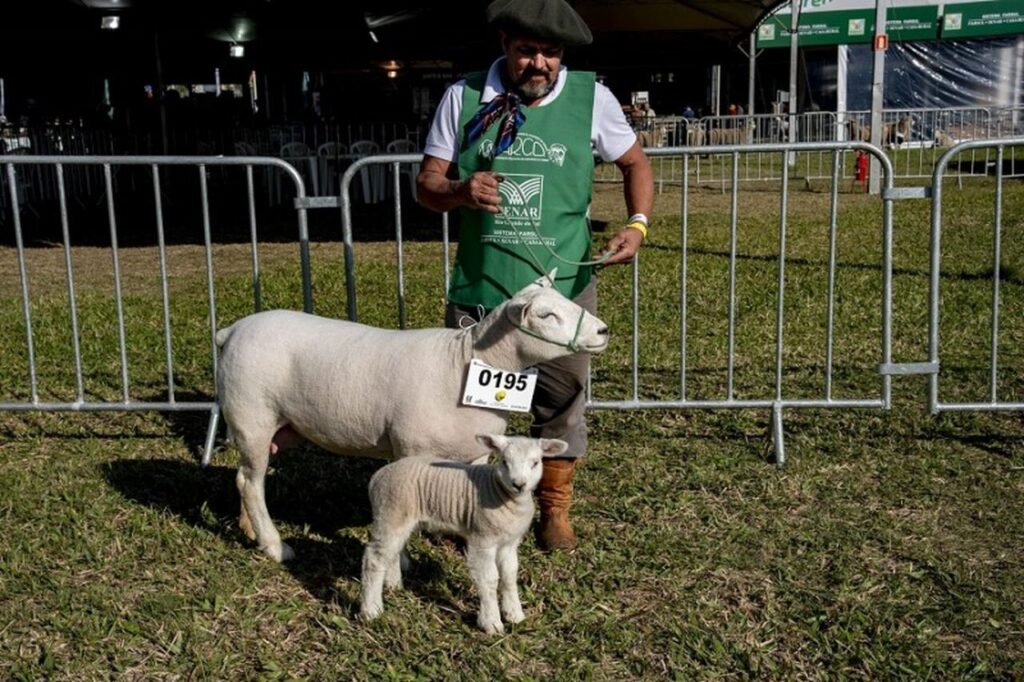 quais sao as melhores racas de ovinos disponiveis na feira realizada no rs