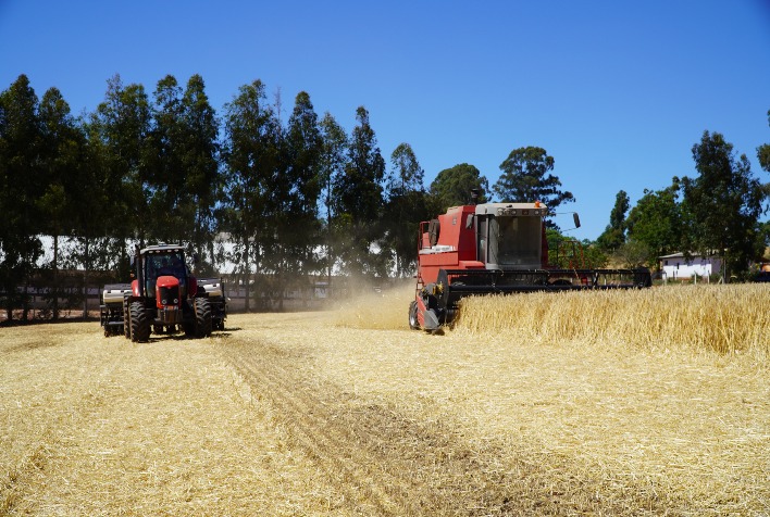 quais sao as novas oportunidades geradas pela diversificacao de cultivos na metade sul do rs