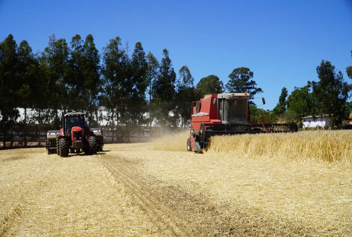 Quais são as novas oportunidades geradas pela diversificação de cultivos na metade Sul do RS? 13 quais sao as novas oportunidades geradas pela diversificacao de cultivos na metade sul do rs