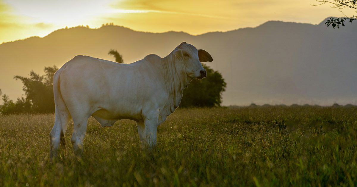 Quais são as projeções para a nova rodada de baixas nos preços do boi gordo?