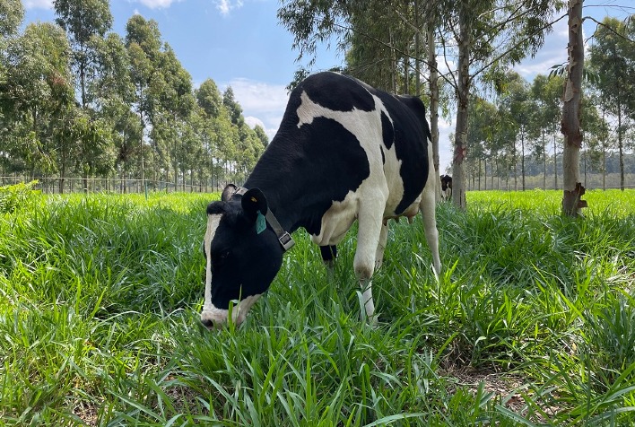 Quais são as tecnologias para a produção de leite de baixo carbono que serão apresentadas na Expoforest?