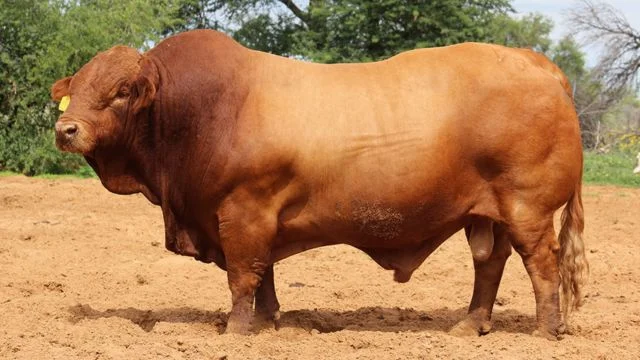 conheça as vantagens do bovino que reúne a genética de três raças 6 Beefmaster: conheça as vantagens da carne que combina a genética de três raças