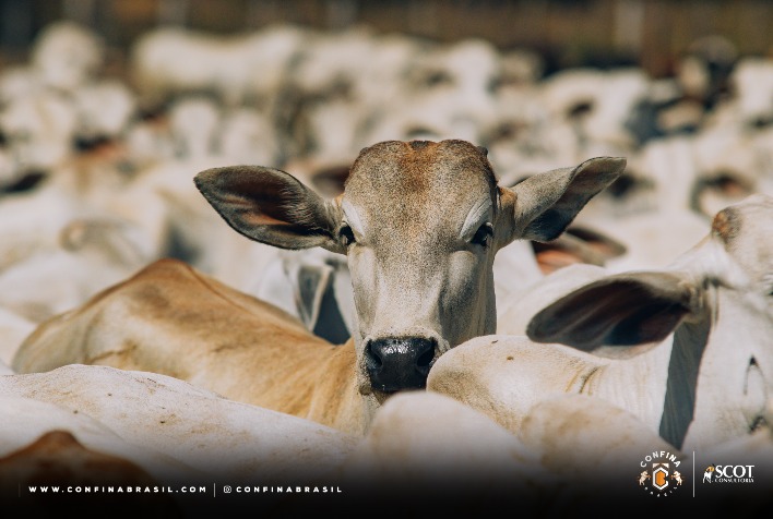 Quais são as características dos confinamentos bem estruturados e rebanhos de boa genética na pecuária intensiva do Tocantins, destacados na Confinã Brasil 2023?