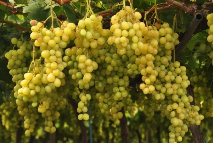 Quais são os dados atualizados da Fruticultura e da Olericultura no RS divulgados pela Emater/RS-Ascar? 5 quais sao os dados atualizados da fruticultura e da olericultura no rs divulgados pela emater rs ascar