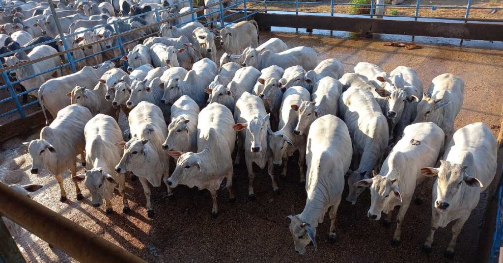 quais sao os destaques em mt em relacao ao peso e cobertura de gordura de acordo com a avaliacao da acnb