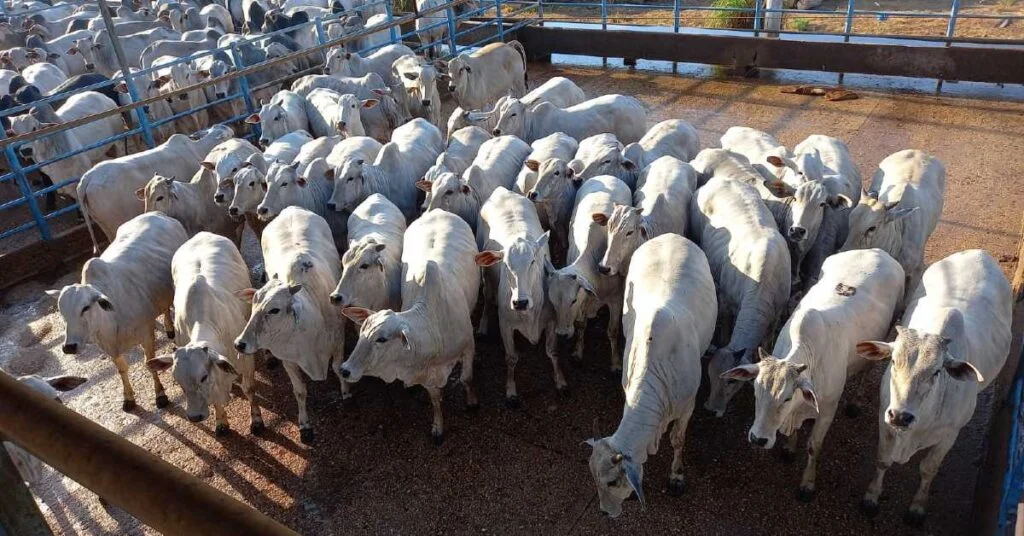 Quais são os destaques em MT em relação ao peso e cobertura de gordura, de acordo com a avaliação da ACNB? 34 quais sao os destaques em mt em relacao ao peso e cobertura de gordura de acordo com a avaliacao da acnb
