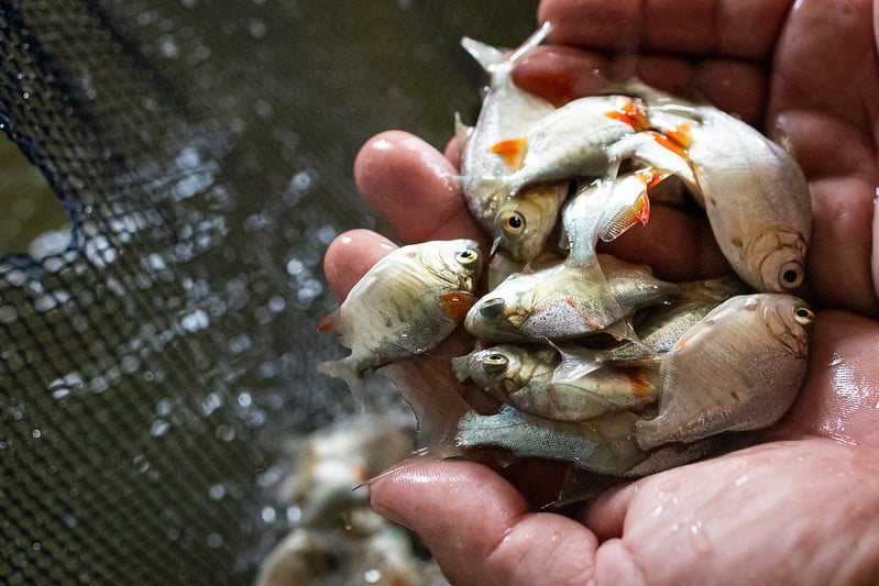 alevinos de tambaqui - piscicultura