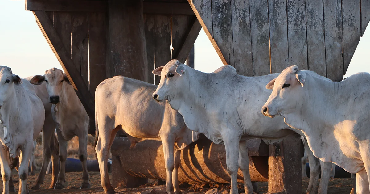 Quais são os preços do boi gordo e do bezerro, de acordo com o relatório do Imea, e qual foi a queda acumulada até o momento neste ano? 11 quais sao os precos do boi gordo e do bezerro de acordo com o relatorio do imea e qual foi a queda acumulada ate o momento neste ano