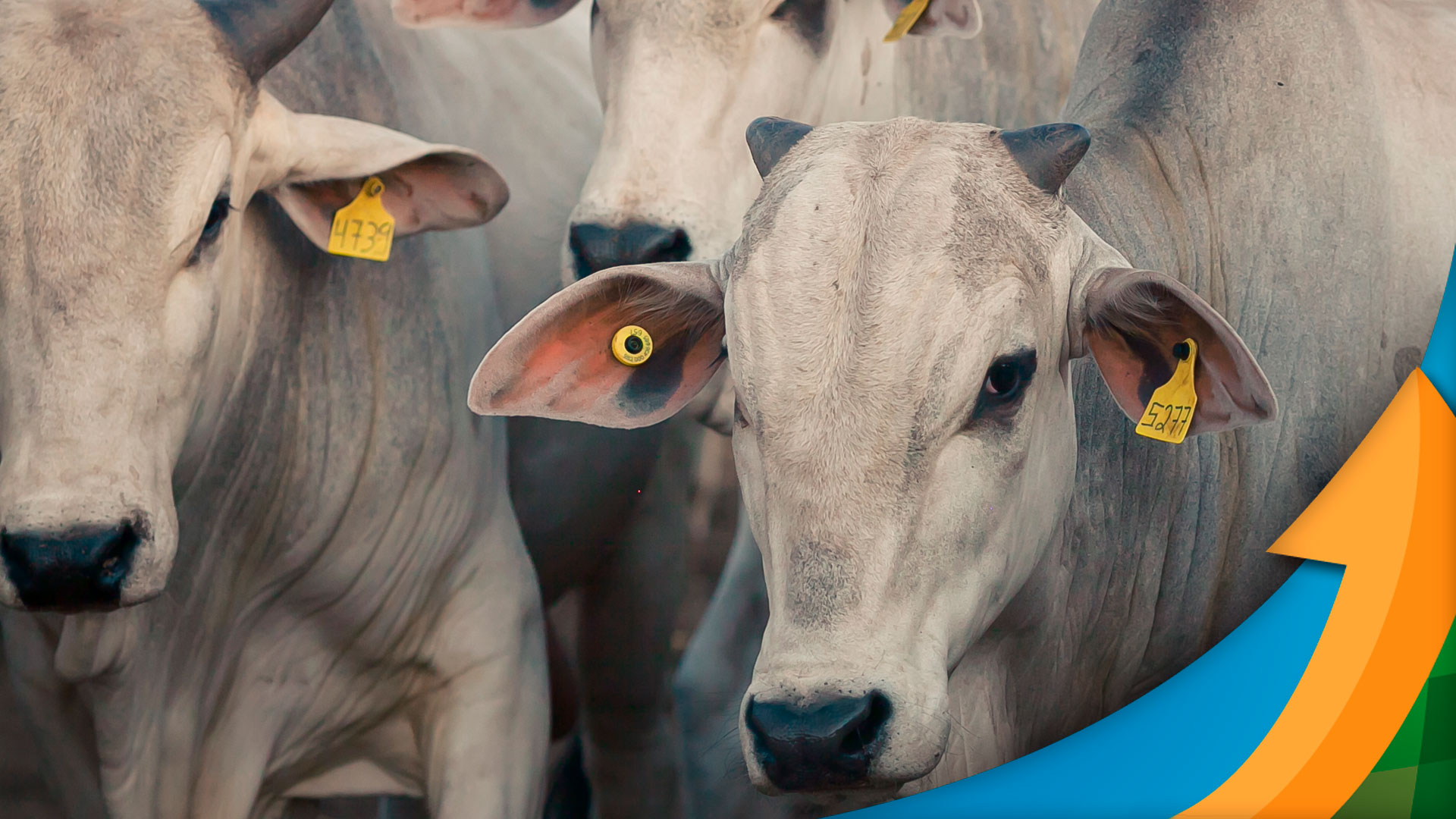 quais sao os principais motivos para o aumento nos abates de boi em 2023 ser considerado um dos maiores da ultima decada 1