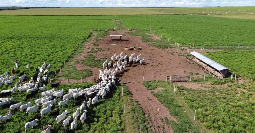 Quais serão as consequências para os pecuaristas de MT na atualização do estoque de rebanho em novembro, de acordo com o Portal DBO? 4 quais serao as consequencias para os pecuaristas de mt na atualizacao do estoque de rebanho em novembro de acordo com o portal dbo