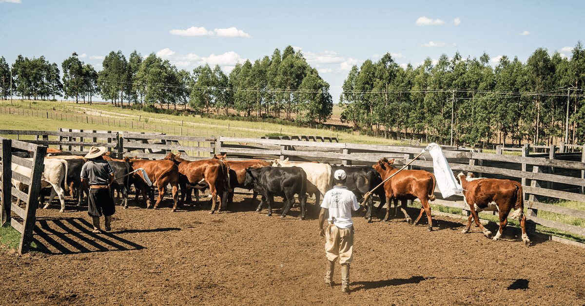 Quais técnicos da região Sul estão recebendo um curso em boas práticas agropecuárias, de acordo com o Portal DBO?