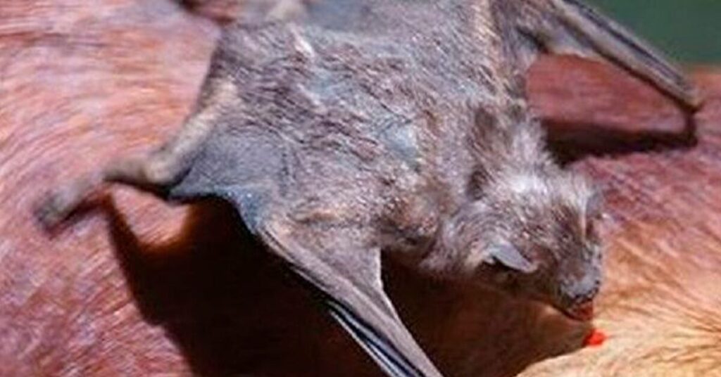 qual alerta sanitario a agricultura emitiu para a raiva herbivora no noroeste do rio grande do sul de acordo com o portal dbo