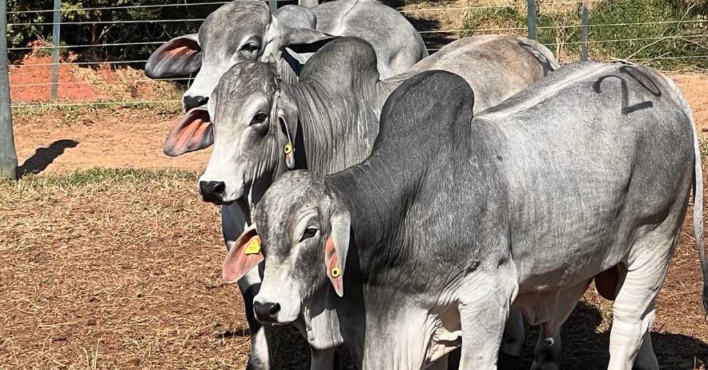 qual associacao anunciou os vencedores da 3a prova eficiencia e performance no portal dbo