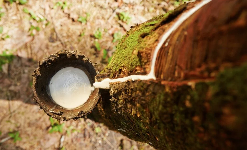 qual e a decisao do governo brasileiro em relacao ao imposto de importacao de borracha natural