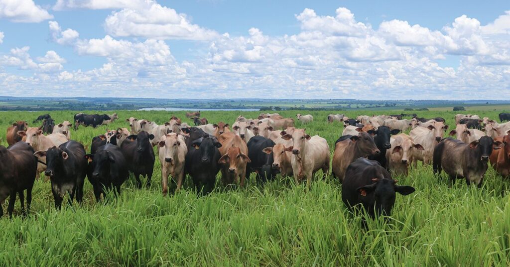 qual e a diferenca de preco da arroba entre mato grosso e sao paulo no portal dbo