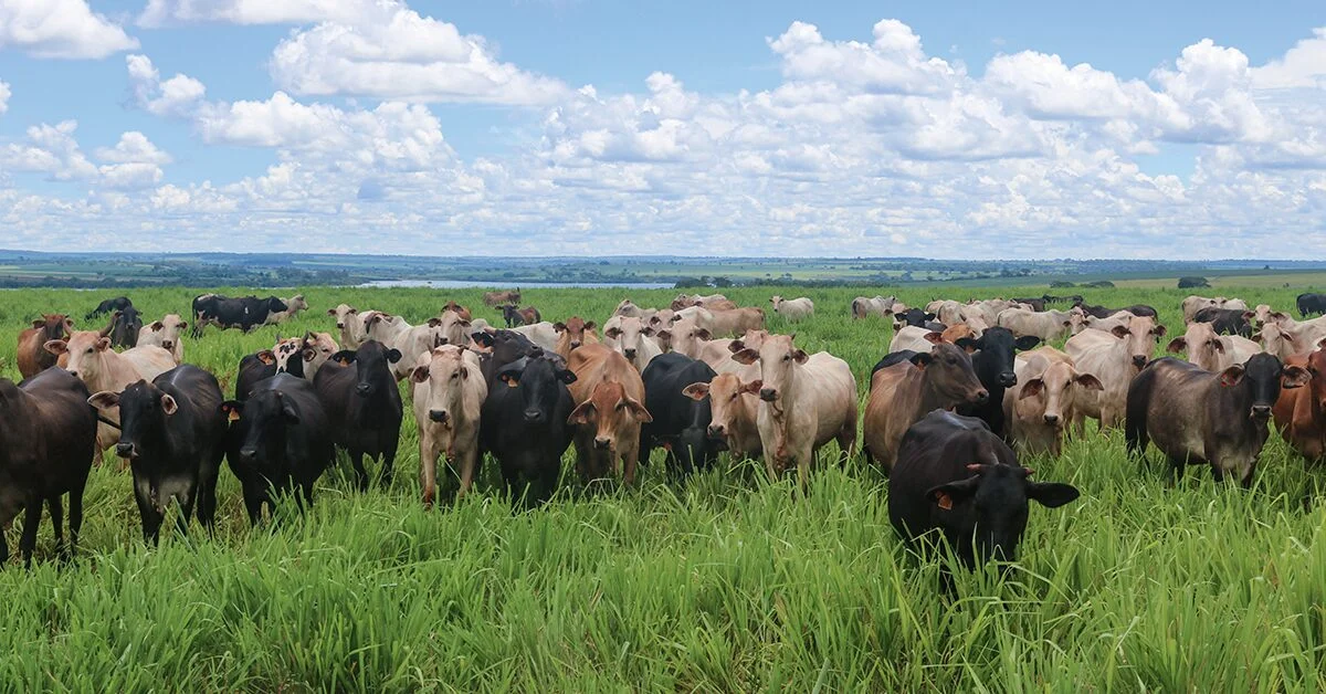 Qual é a diferença de preço da arroba entre Mato Grosso e São Paulo no Portal DBO?