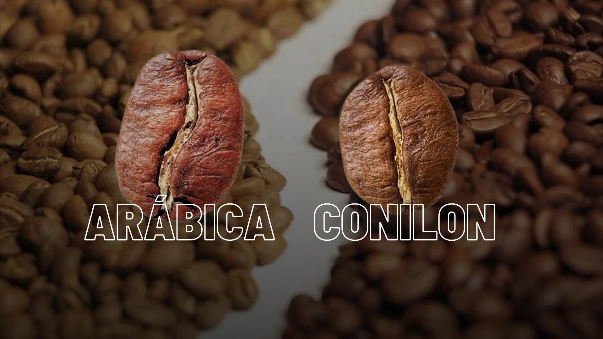 Qual é a diferença entre o café Arábica e o café Conilon?