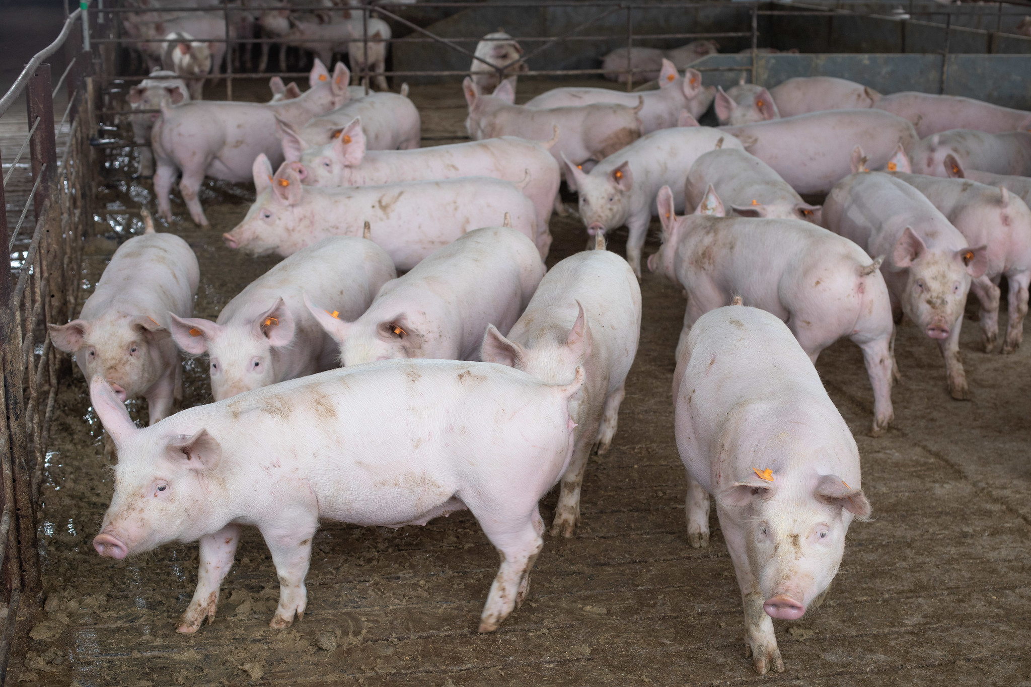 qual e a iniciativa que discute a sanidade e os rumos da suinocultura no mato grosso do sul