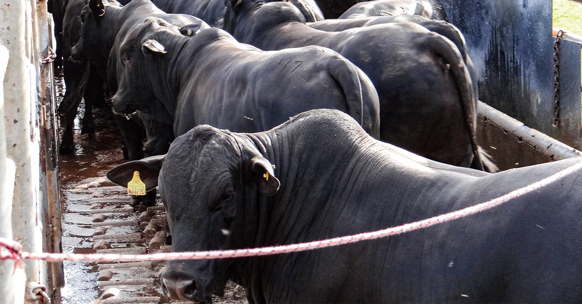 Qual é a liquidez e os preços da arroba no mercado físico do boi gordo de acordo com o Portal DBO?