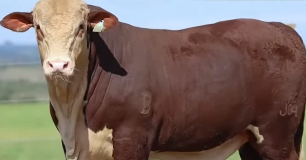 qual e a media de preco dos touros braford negociados no leilao selecao premium divulgado pelo portal dbo