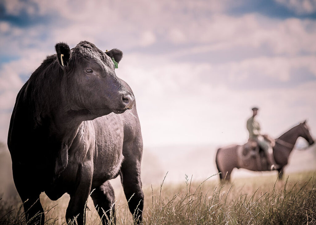 qual e a novidade que ajuda o pecuarista a calcular o melhor cruzamento de animais reprodutores