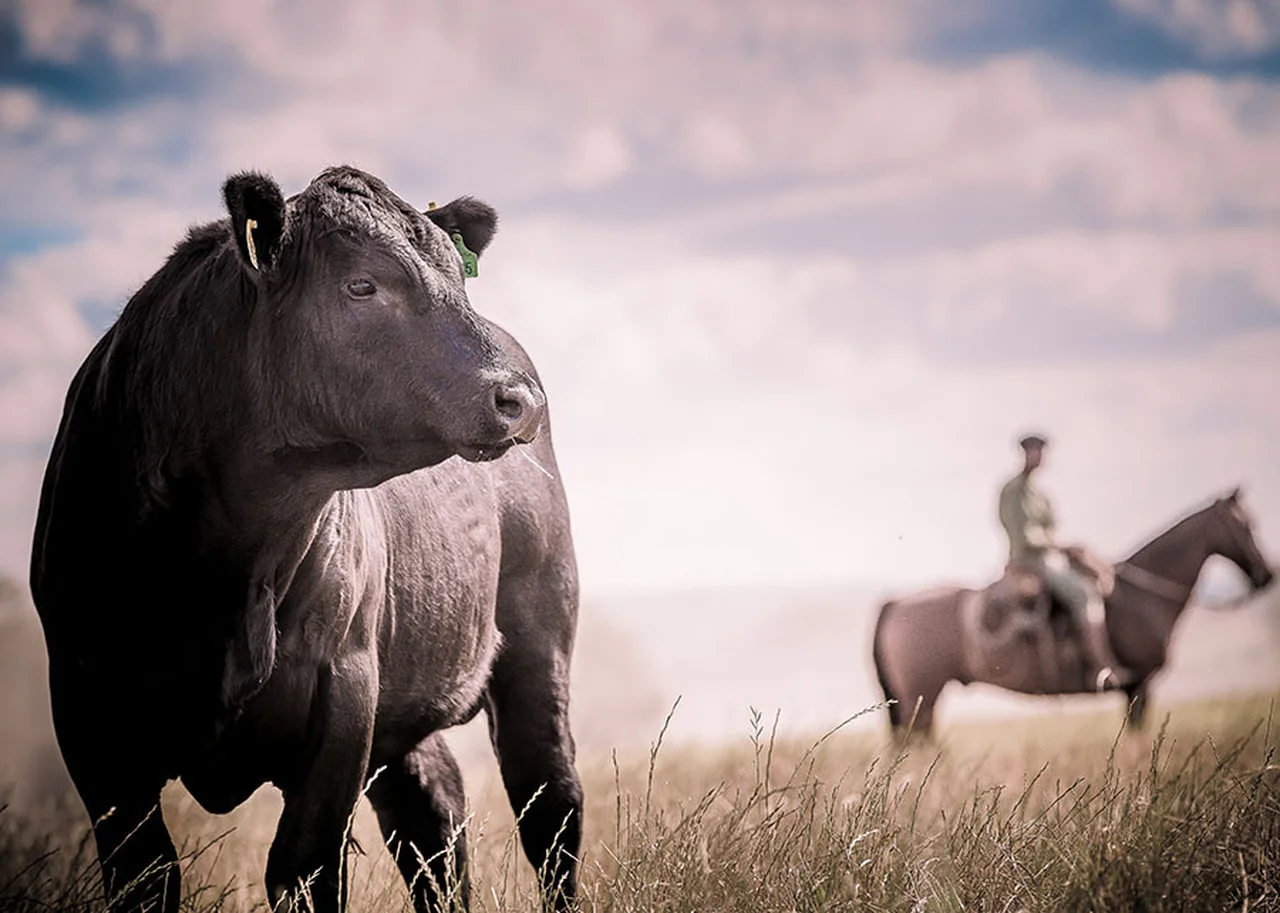 qual e a novidade que ajuda o pecuarista a calcular o melhor cruzamento de animais reprodutores
