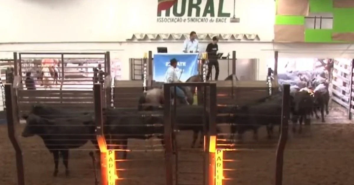 Qual é a oferta de bovinos e ovinos da Embrapa Pecuária Sul em Bagé e quais são as médias relacionadas a isso? 4 Embrapa Pecuária Sul oferta bovinos e ovinos em Bagé; confira médias • Portal DBO