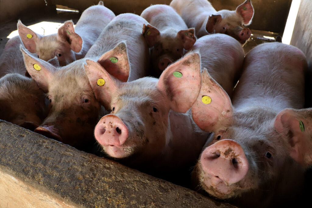 qual e a porcentagem da economia rural que e representada pela pecuaria de acordo com o vbp