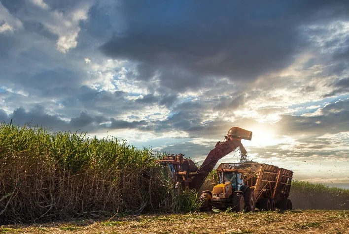 qual e a previsao da conab para a producao de cana de acucar influenciada por boa produtividade