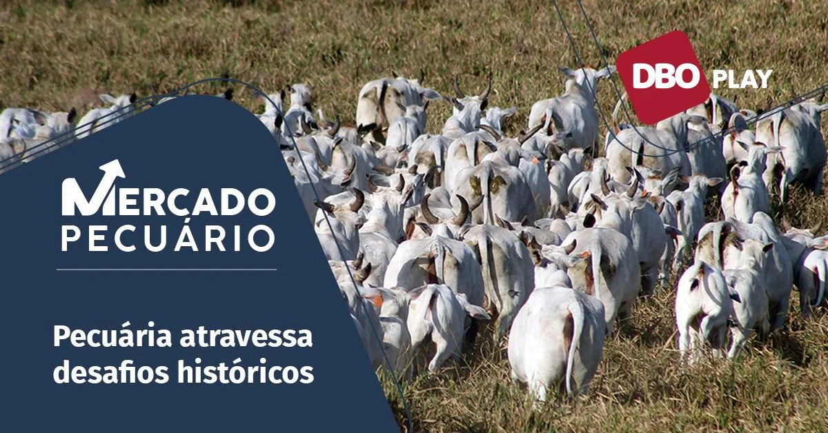 Qual é a previsão para o fechamento das fazendas de pecuária de corte em 2023, de acordo com o Portal DBO?