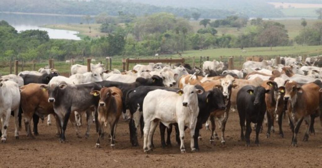 qual e a situacao da frouxidao no mercado do boi gordo na penultima semana de agosto de acordo com o portal dbo 1