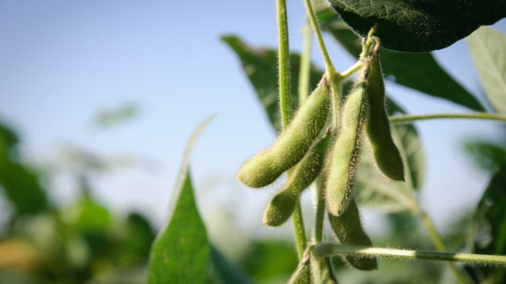 qual e a situacao da soja em chicago nesta terca feira e quais sao as expectativas em relacao a melhora das lavouras