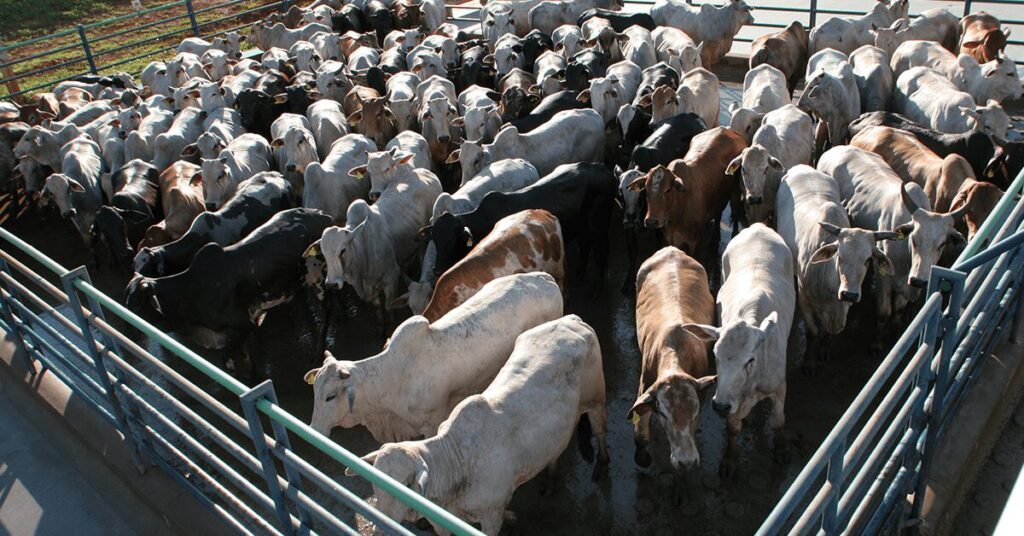 qual e a sustentacao que o mercado do boi vem ganhando aos poucos ancorado pela menor oferta