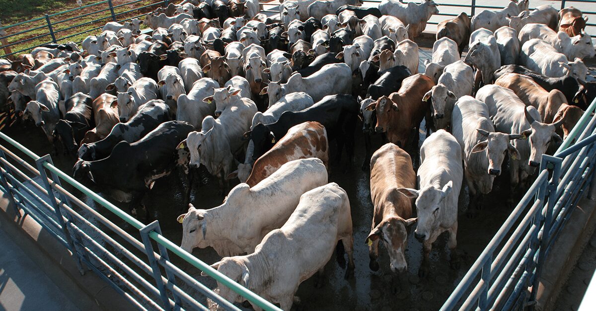 Qual é a sustentação que o mercado do boi vem ganhando aos poucos, ancorado pela menor oferta?