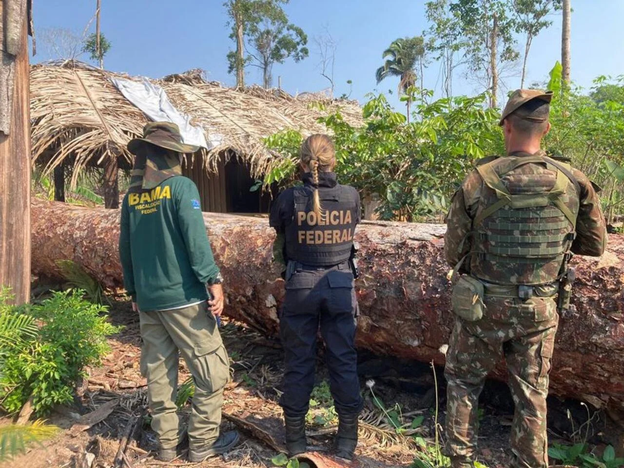 qual e o dano ambiental milionario gerado por uma quadrilha envolvida em desmatamento ilegal gigantesco
