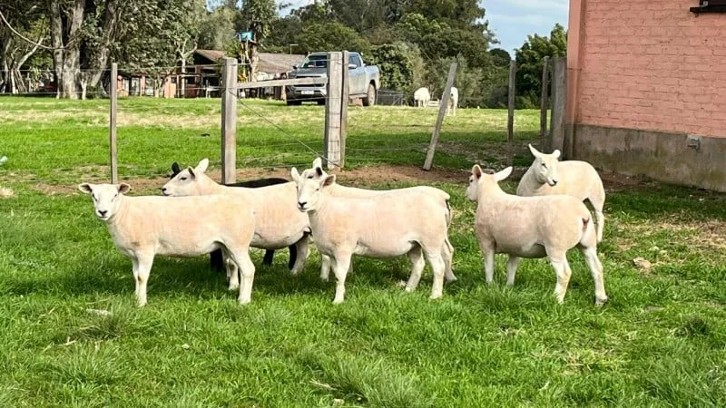 Qual é o destaque da Expointer 2023 em relação à diversidade de raças ovinas? 1 ovelhas, exibição